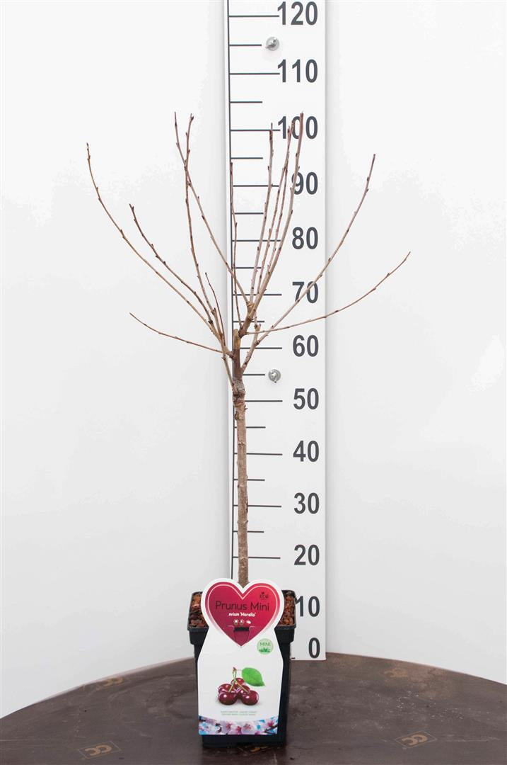 Prunus d. &