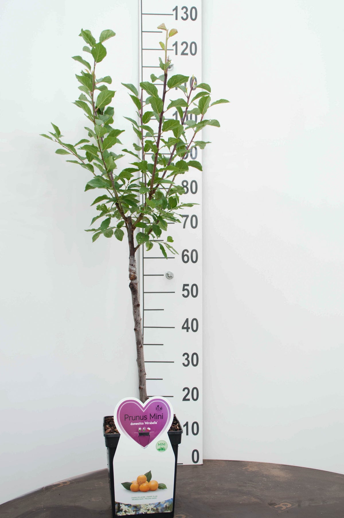 Prunus d. &