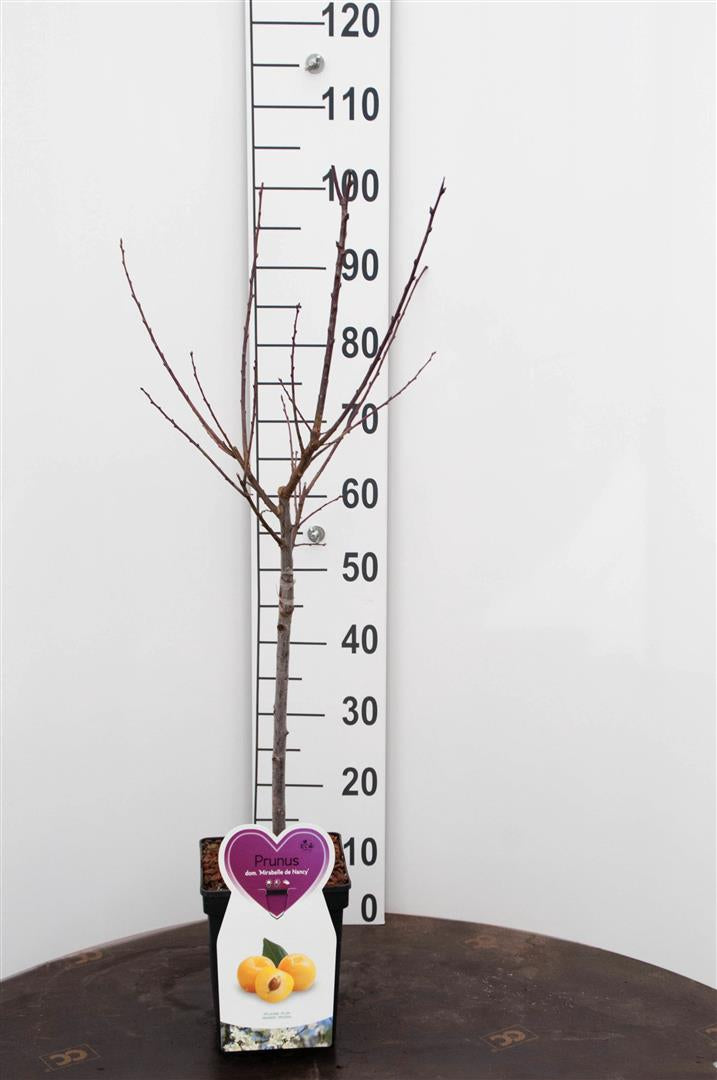 Prunus domestica &
