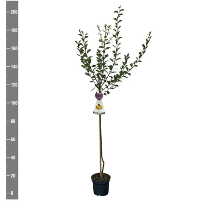 Prunus d. &