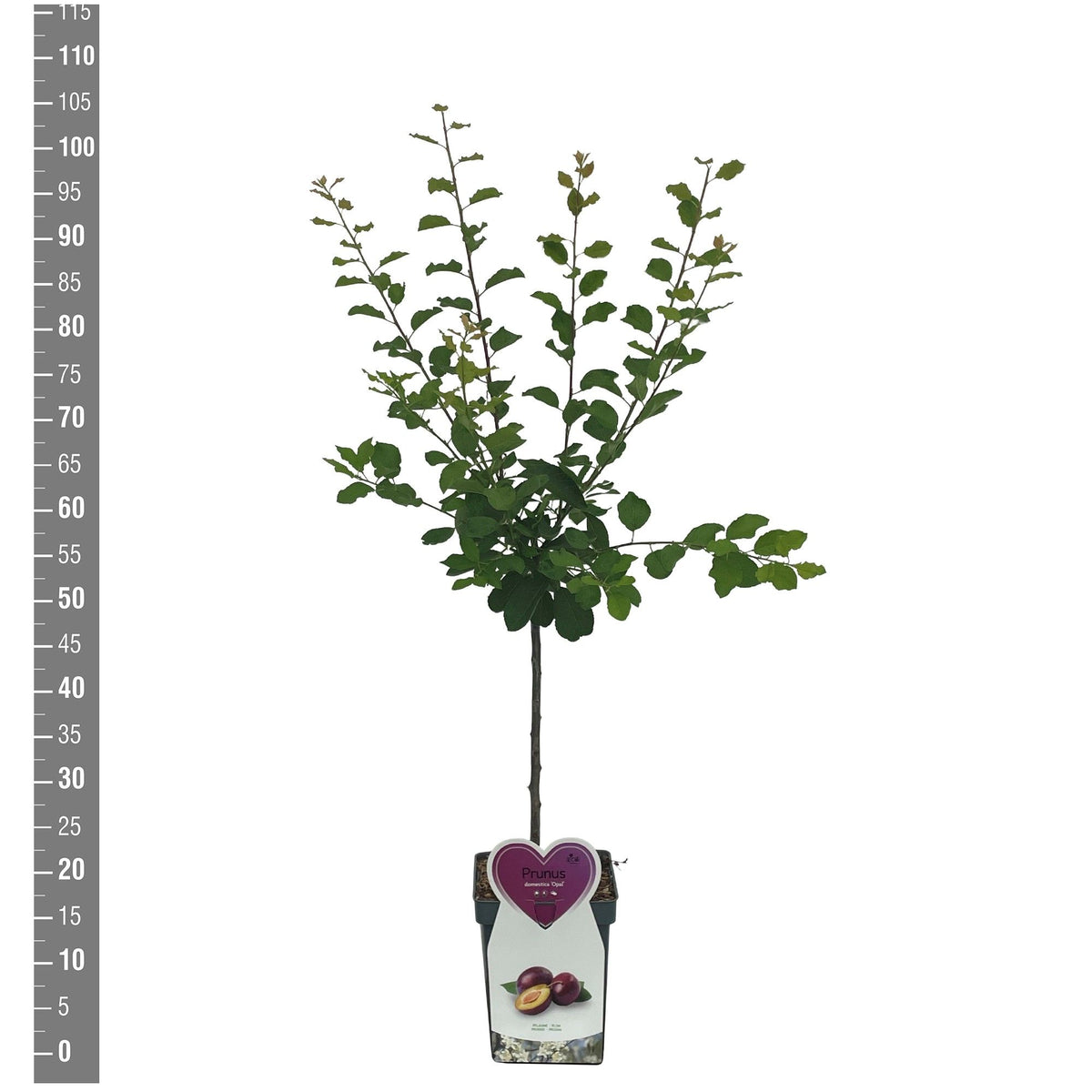 Prunus d. &