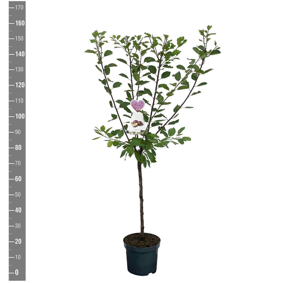 Prunus domestica &