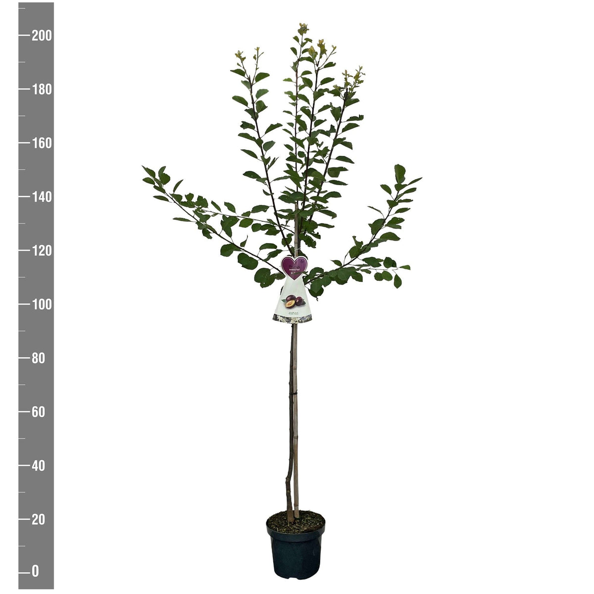 Prunus d. &