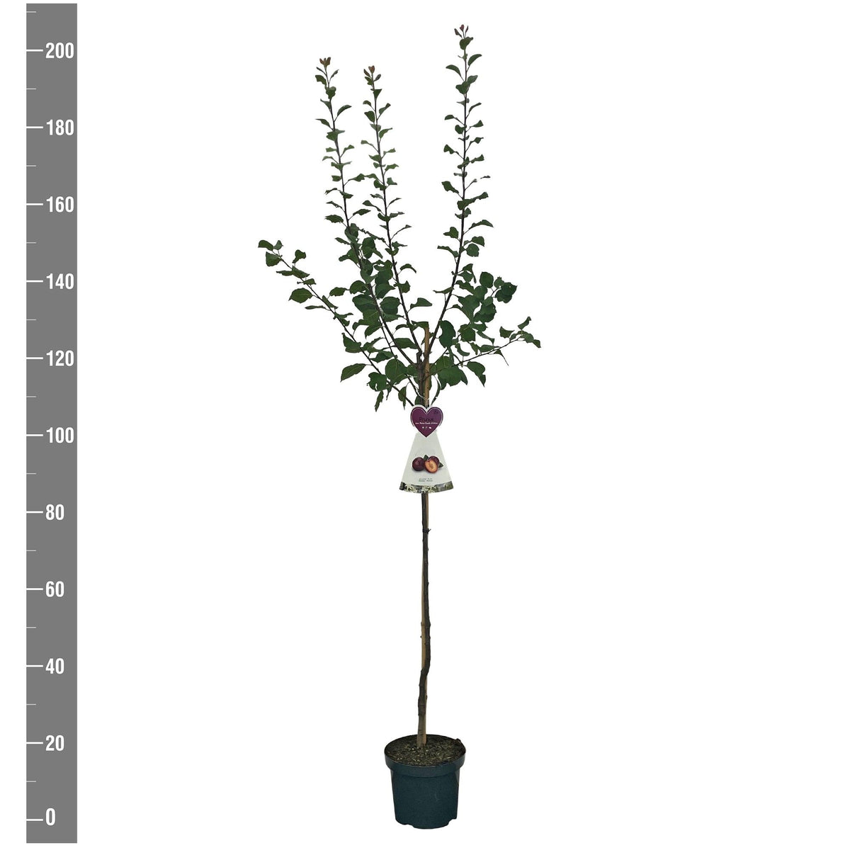 Prunus domestica &
