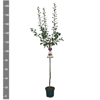 Prunus domestica &