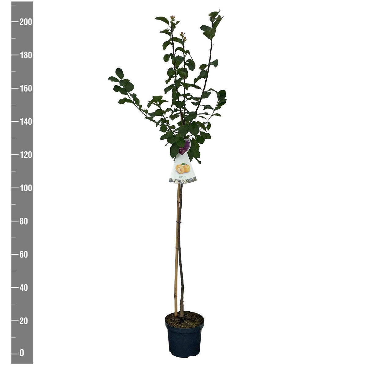 Prunus d. &