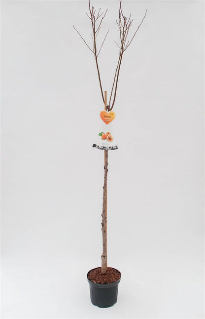 Prunus dulcis stam 120 cm C7,5 (7,5 liters kruka)