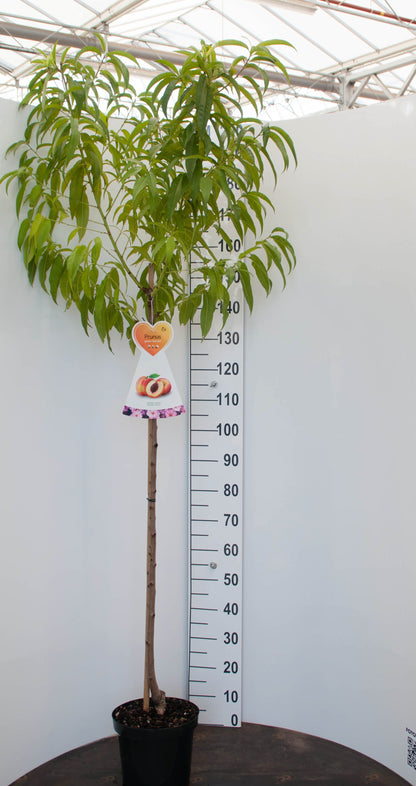 Prunus dulcis stam 120 cm C7,5 (7,5 liters kruka)