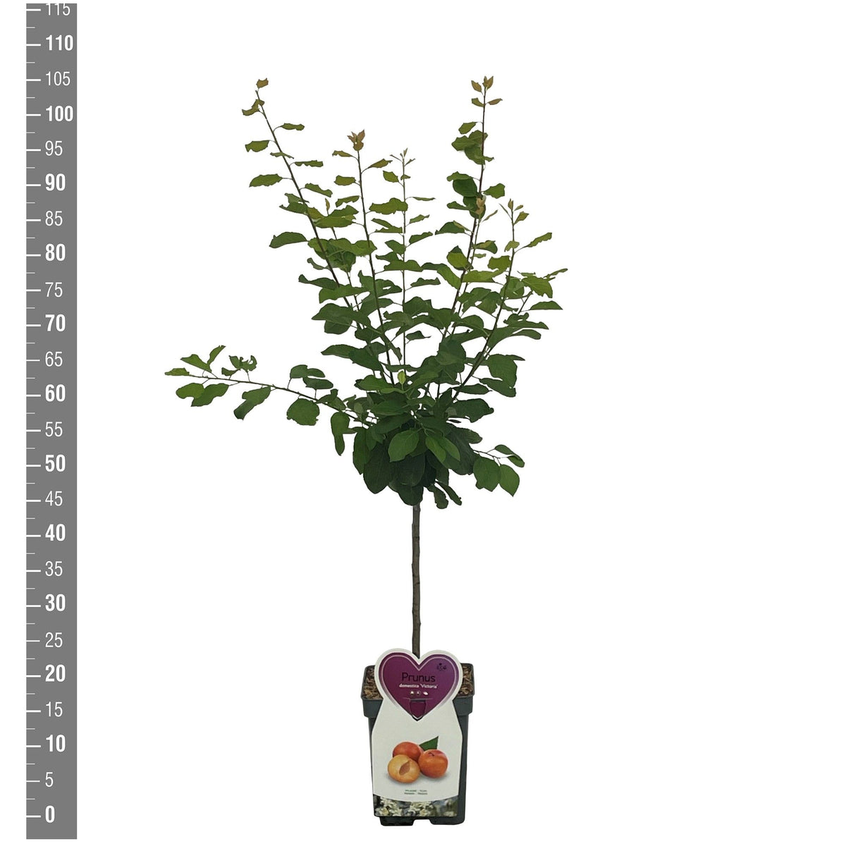TW-2759882