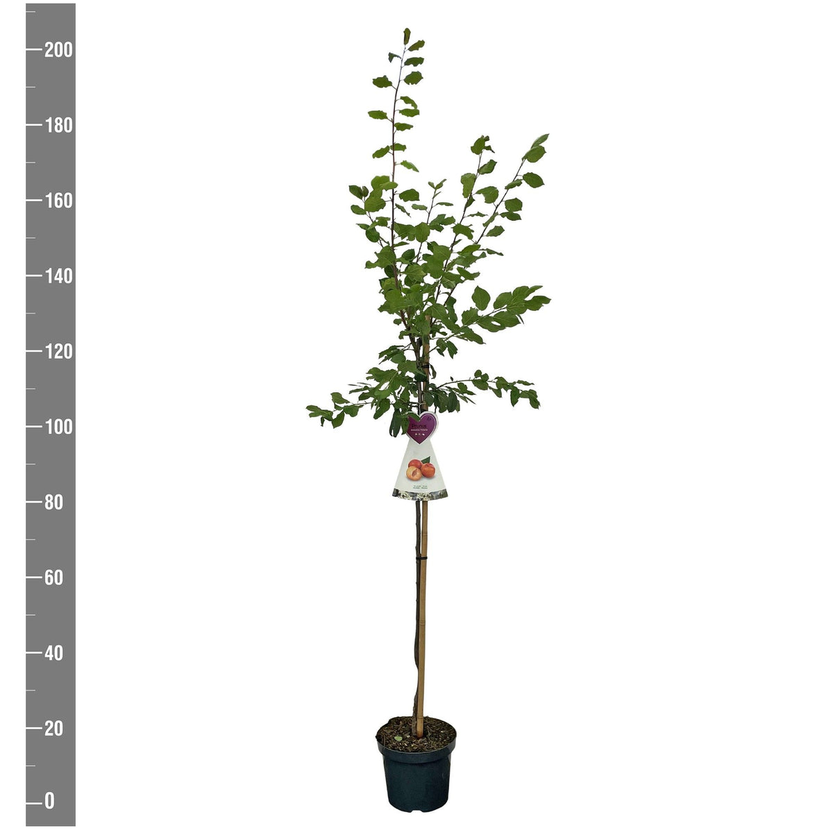 Prunus domestica &