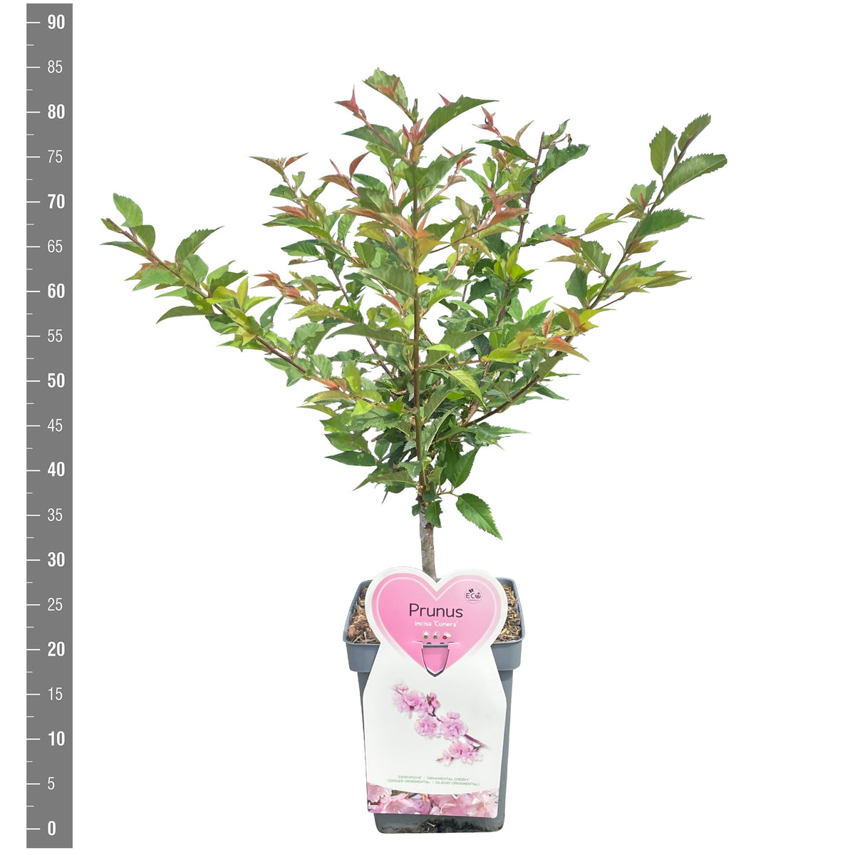 Prunus incisa &