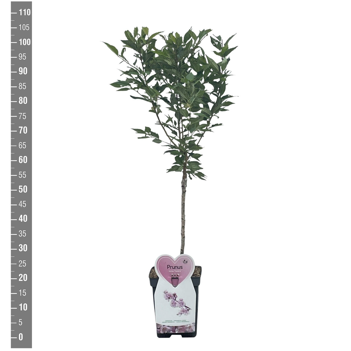 Prunus incisa &