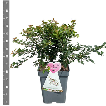 Prunus incisa &