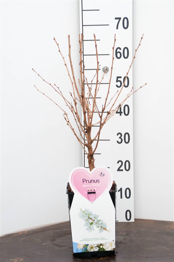 Prunus nipponica &