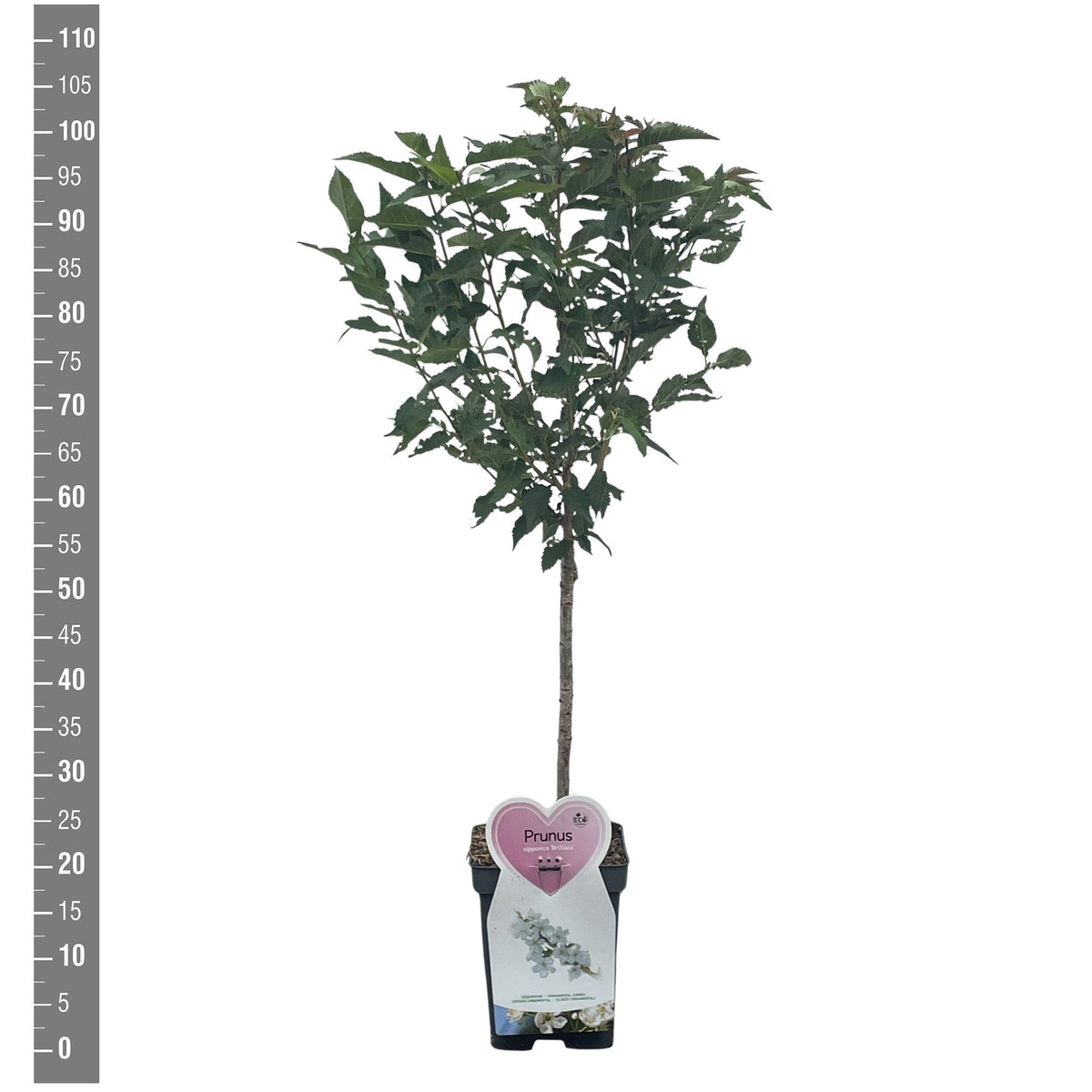 Prunus nipponica &