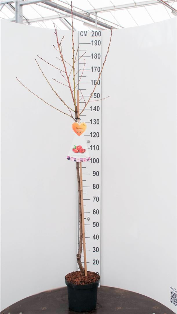 Prunus n. &
