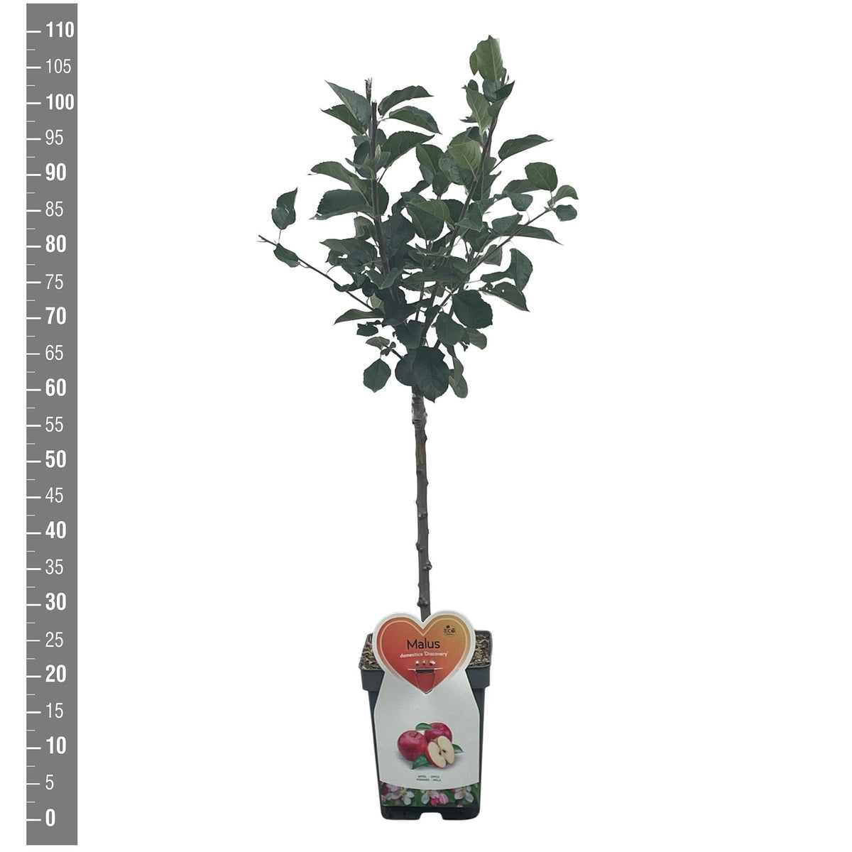 Prunus nucipersica i sorter (frukt) C7,5 (7,5 liters kruka), spaljerad