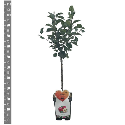 Prunus nucipersica i sorter (frukt) C7,5 (7,5 liters kruka), spaljerad