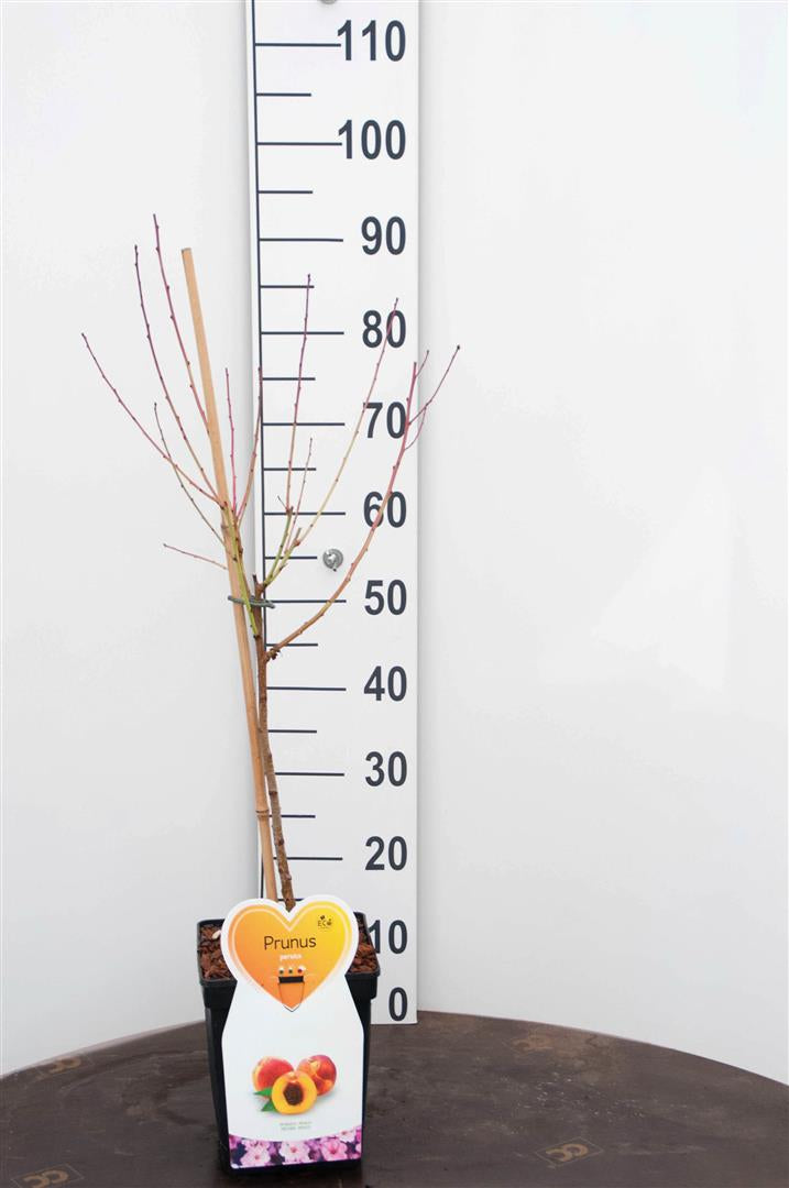 Prunus persica buske C5 (5 liters kruka) / 23 cm kruka