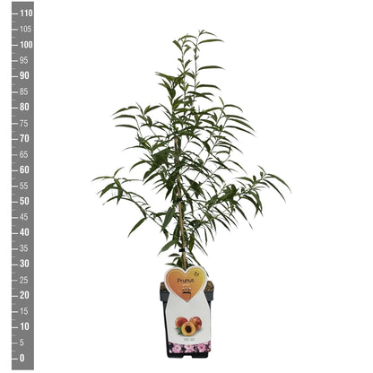 Prunus persica C5 (5 liters kruka) / 23 cm kruka, buske