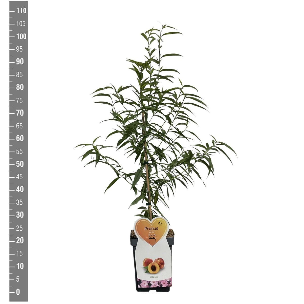 Prunus persica (persika) buskform C5 (5 liters kruka)