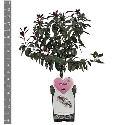 Prunus persica sorter (persika) C7,5 (7,5 liters kruka) Spaljé