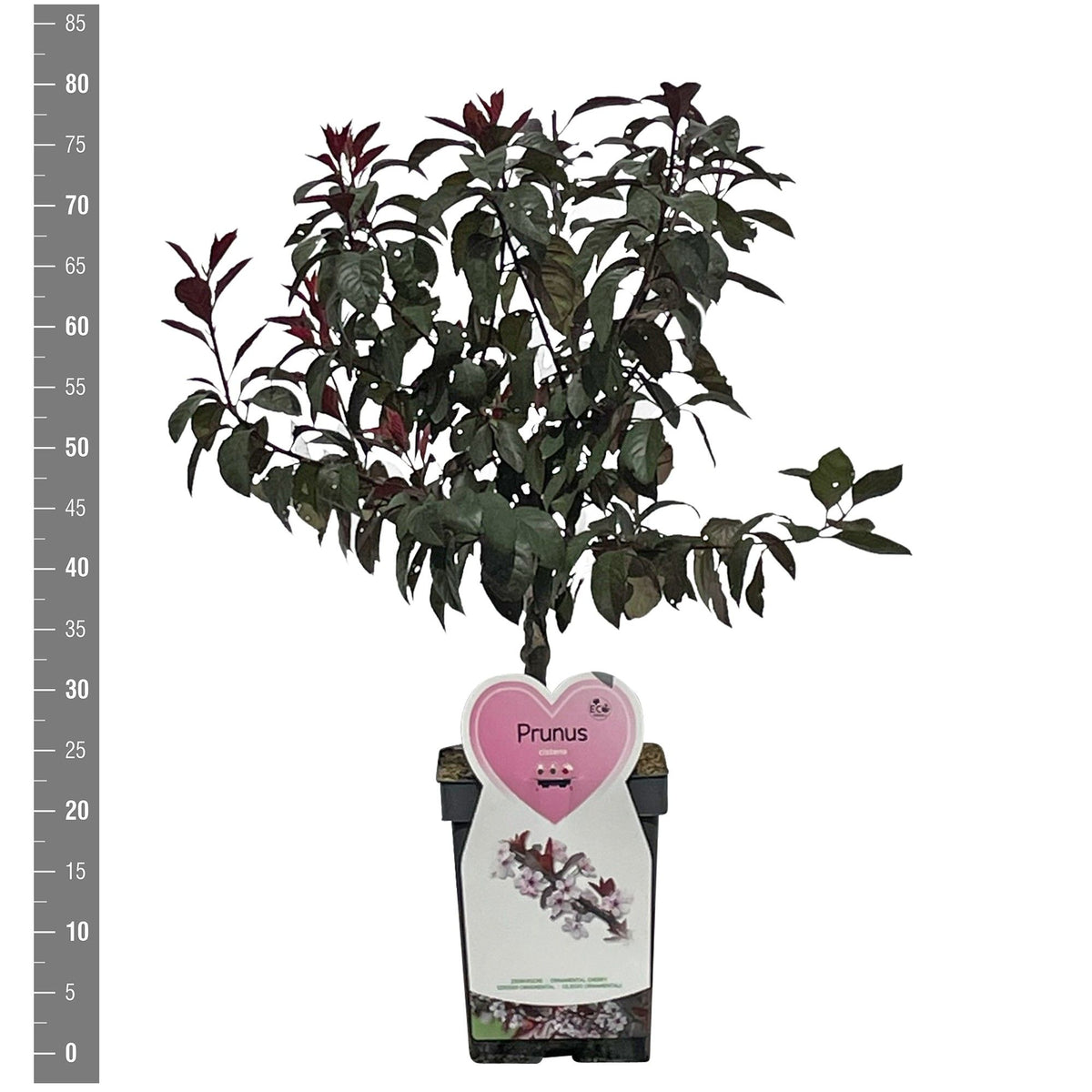 Prunus persica i sorter (Persika) C7,5 (7,5 liters kruka) Spaljerad