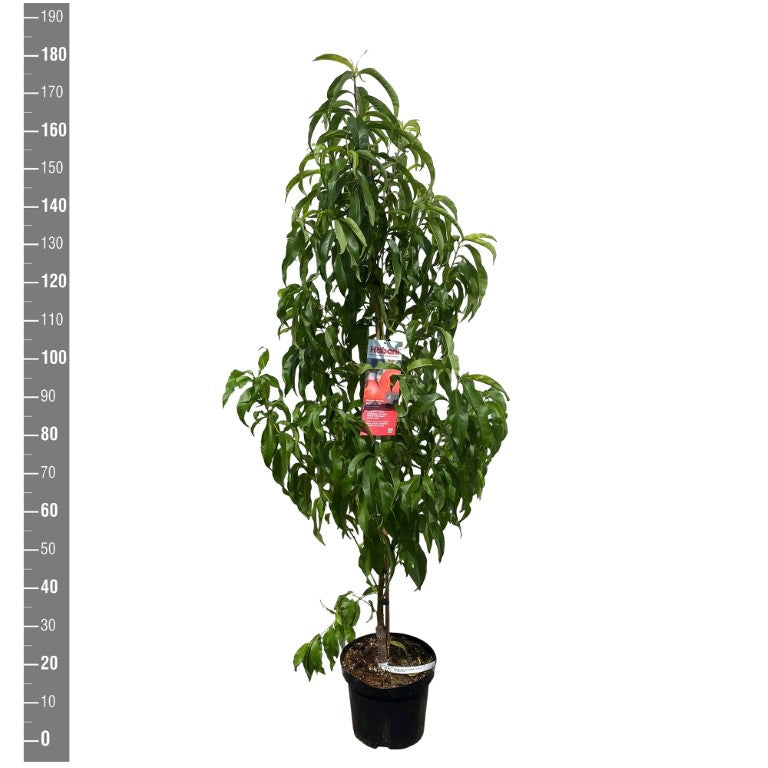Prunus n. &