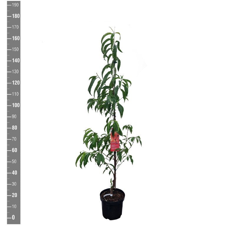 Prunus p. &