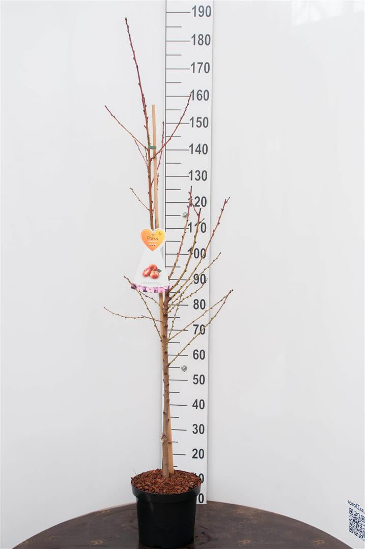 Prunus p. &