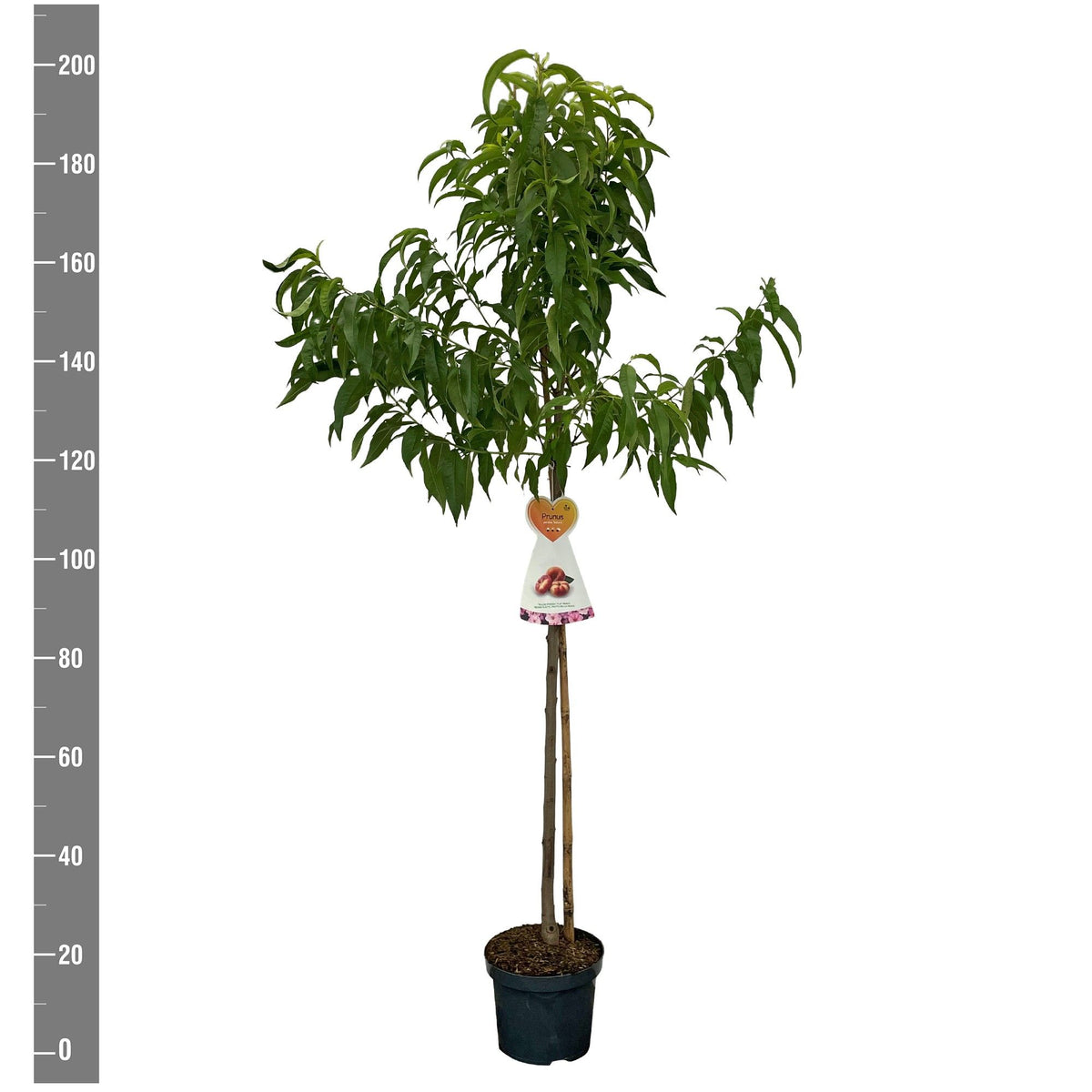 Prunus persica &