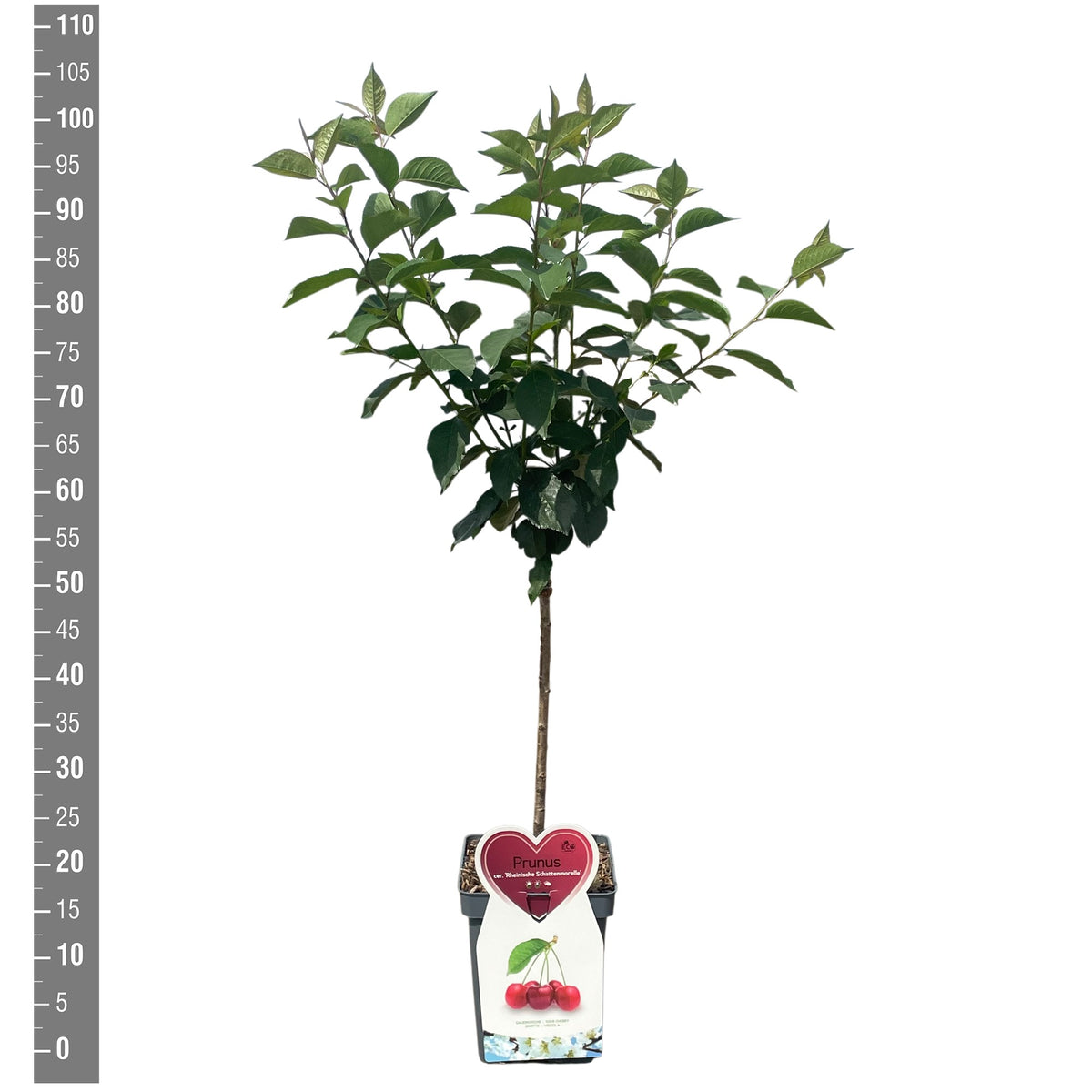 Prunus a. &