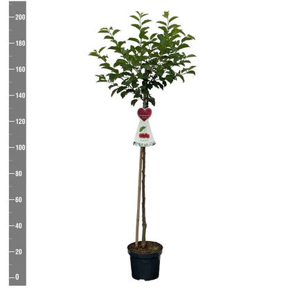 Prunus a. &