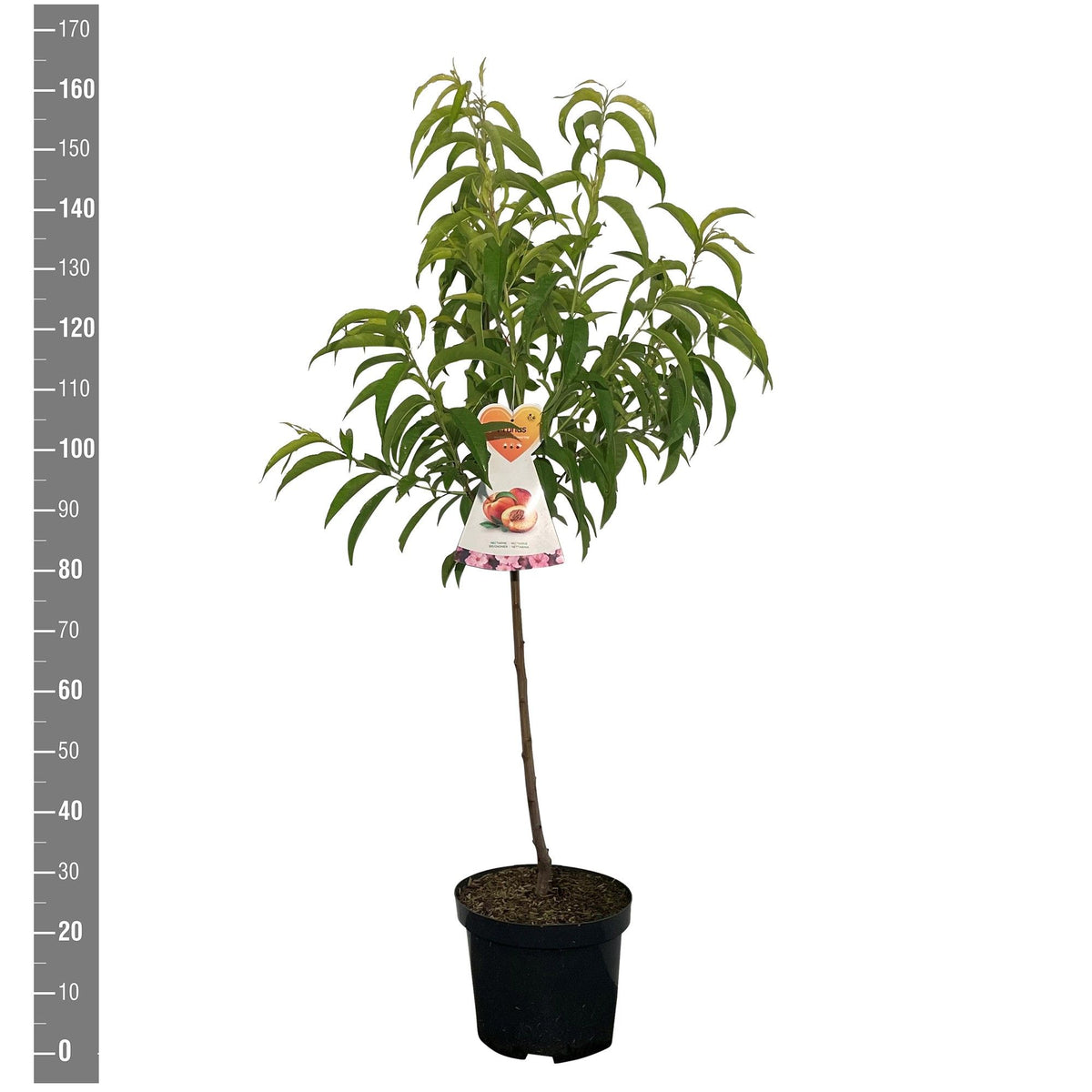 Prunus serr. &