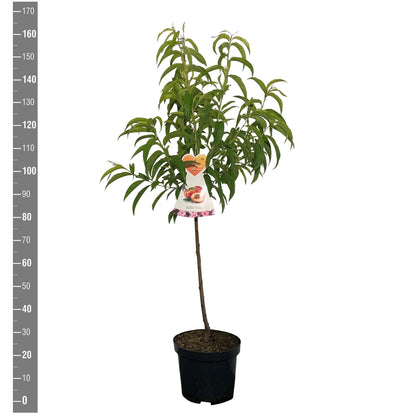 Prunus serr. &