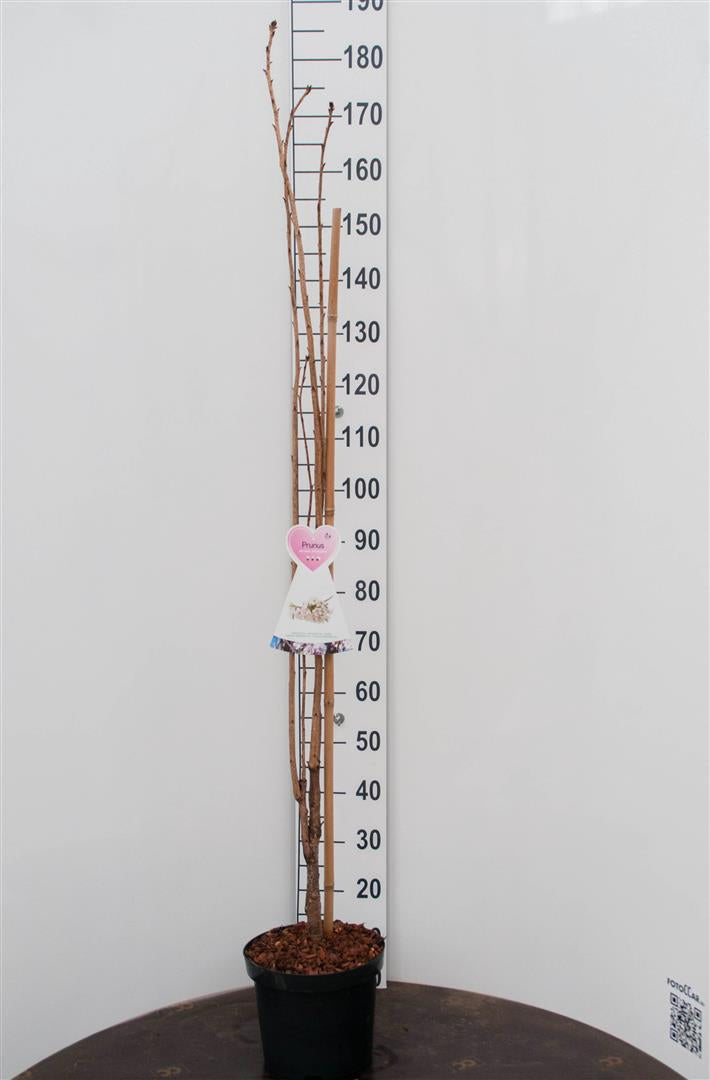 Prunus serrulata &