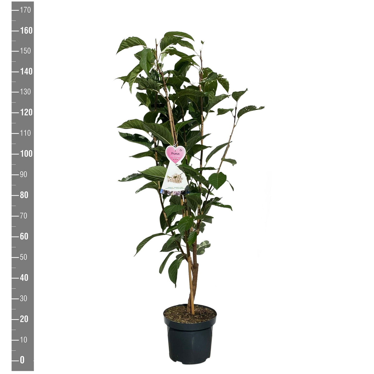 Prunus serr. &