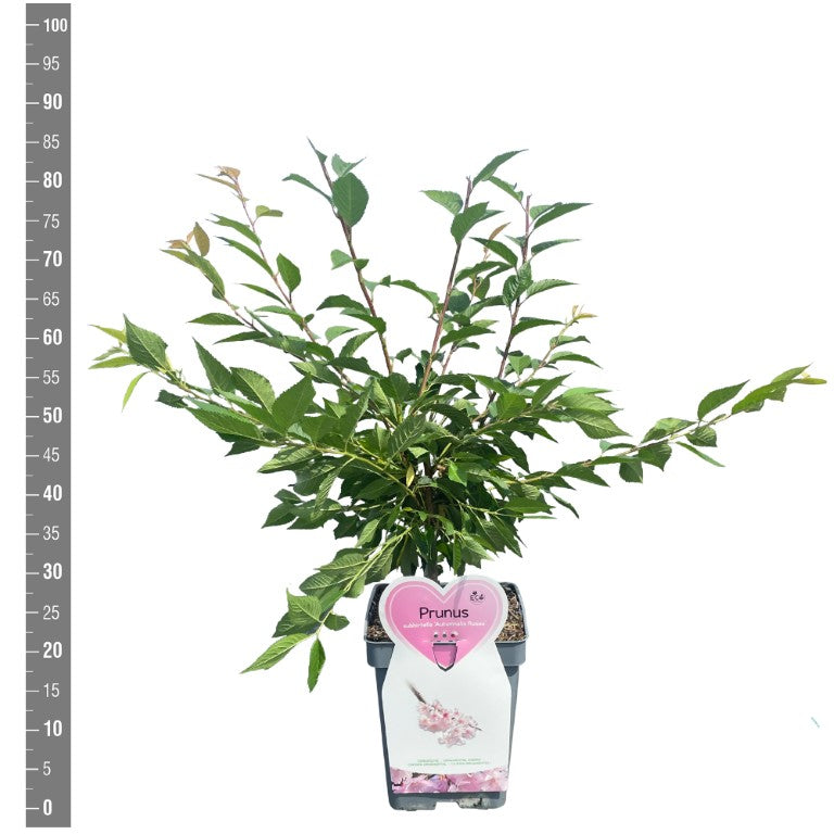 Prunus subh. &