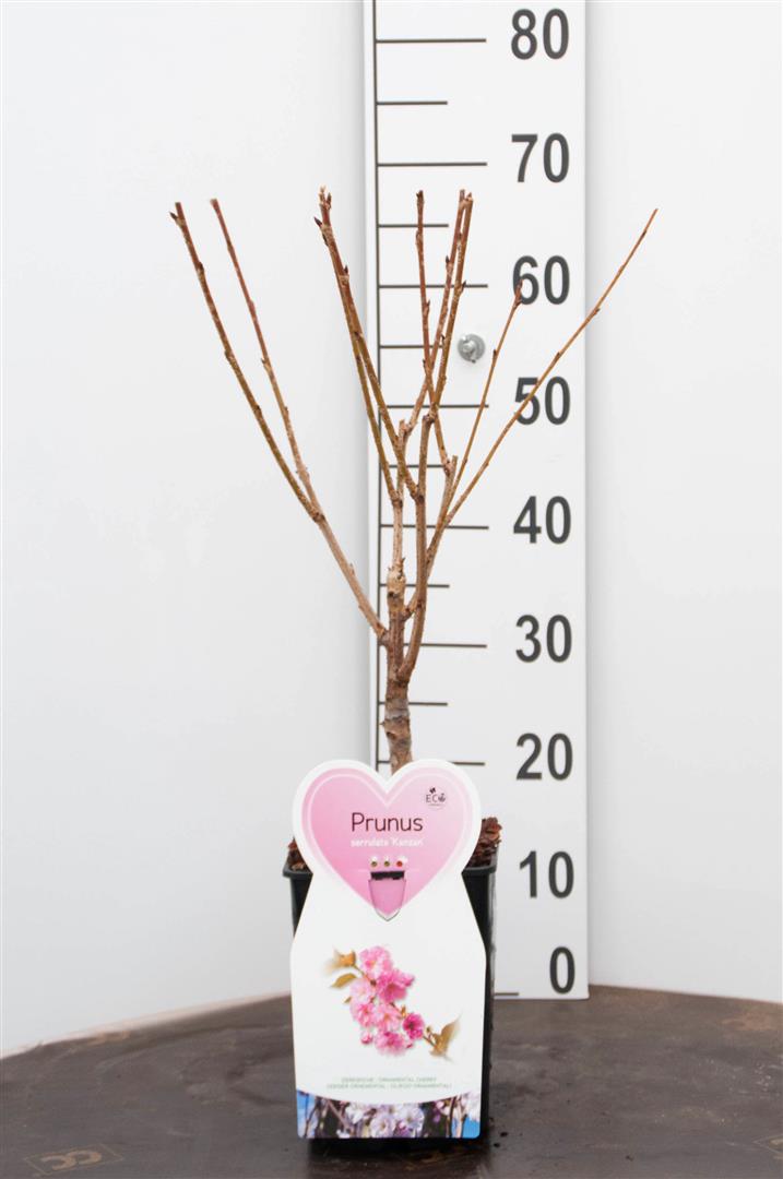 Prunus serr. &