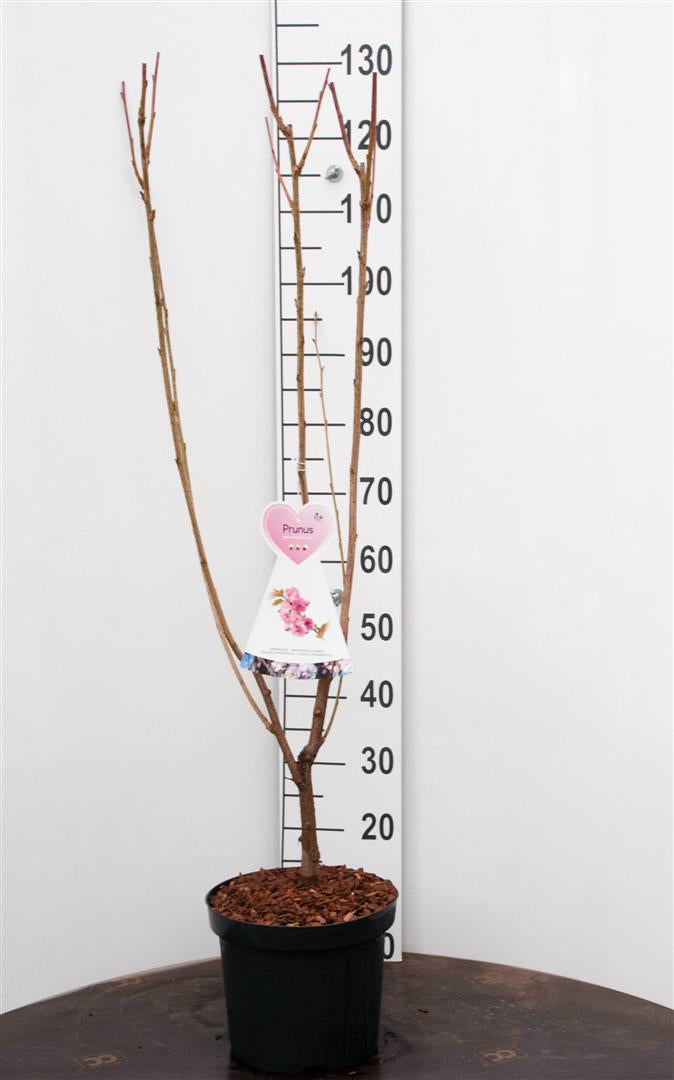 Prunus serr. &