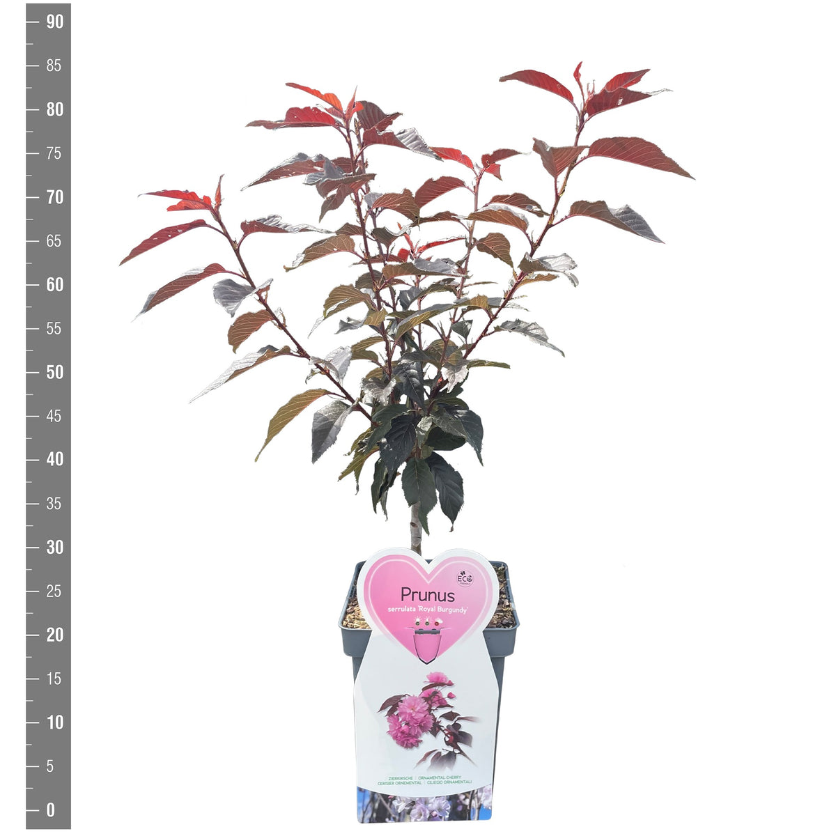 Prunus serrulata &