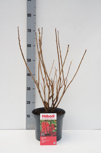 Prunus serr. &