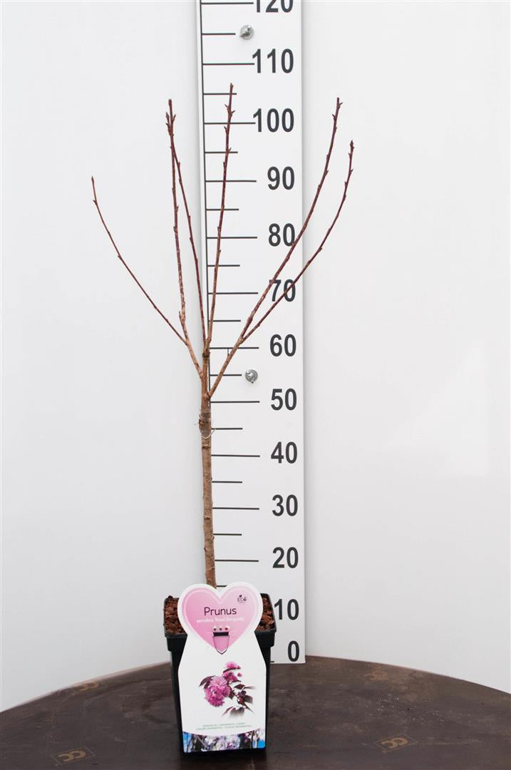 Prunus serrulata &