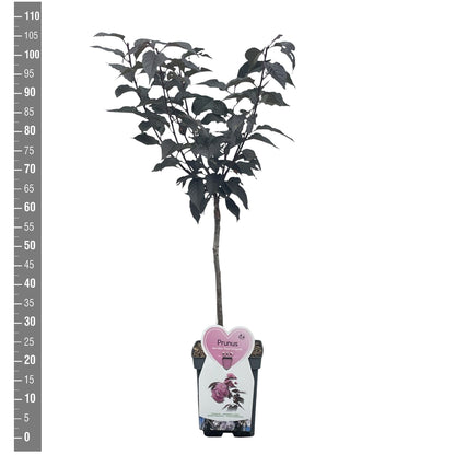 Prunus serr. &