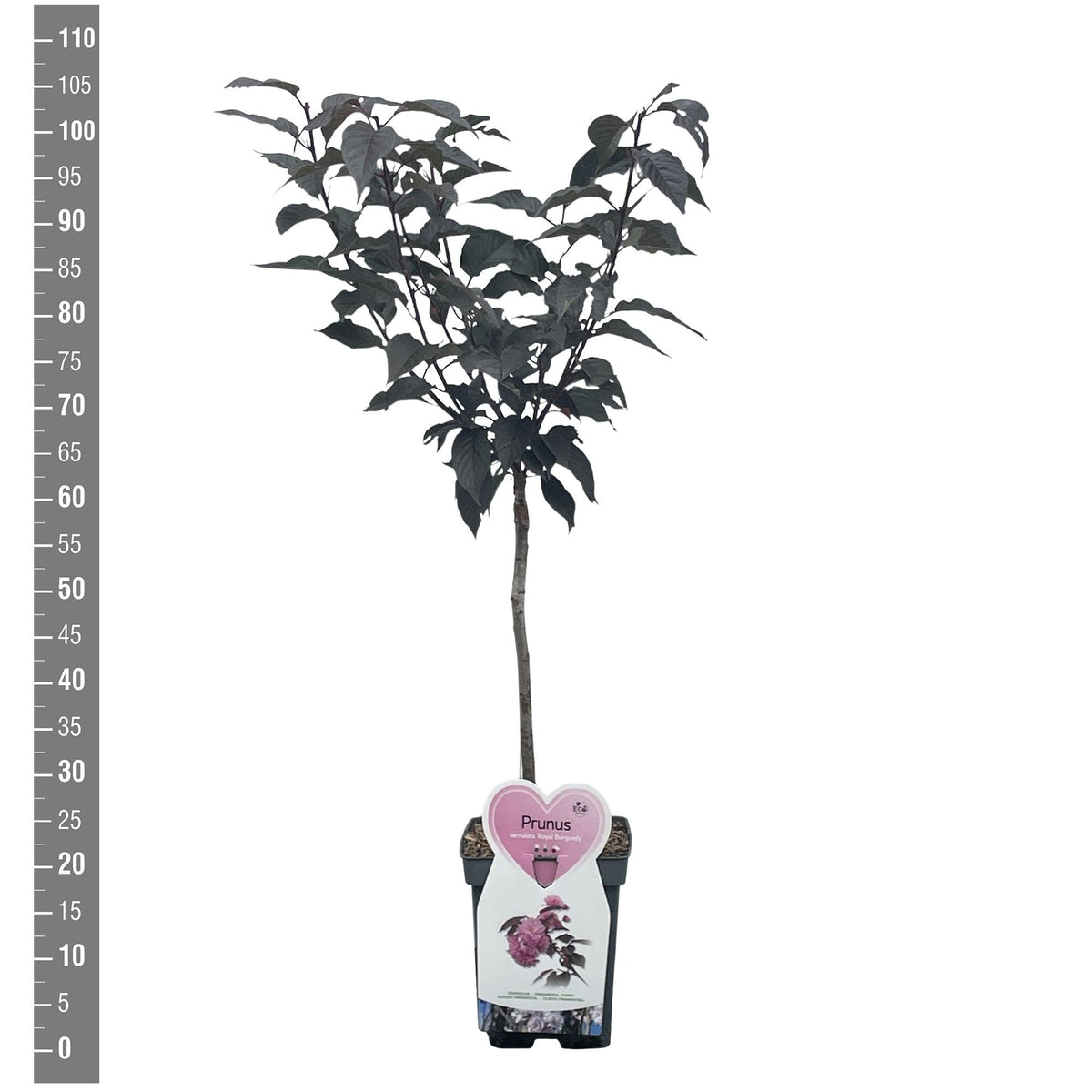 Prunus serr. &