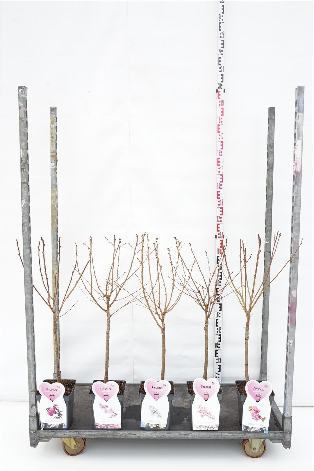 Prunus i sorter stam 50 cm C5 (5 liters kruka) / 23 cm kruka