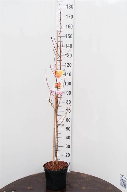 Prunus persica &