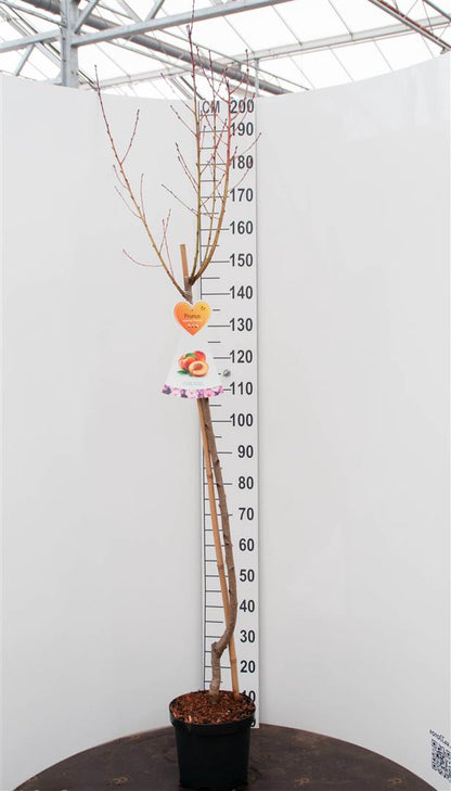 Prunus persica &