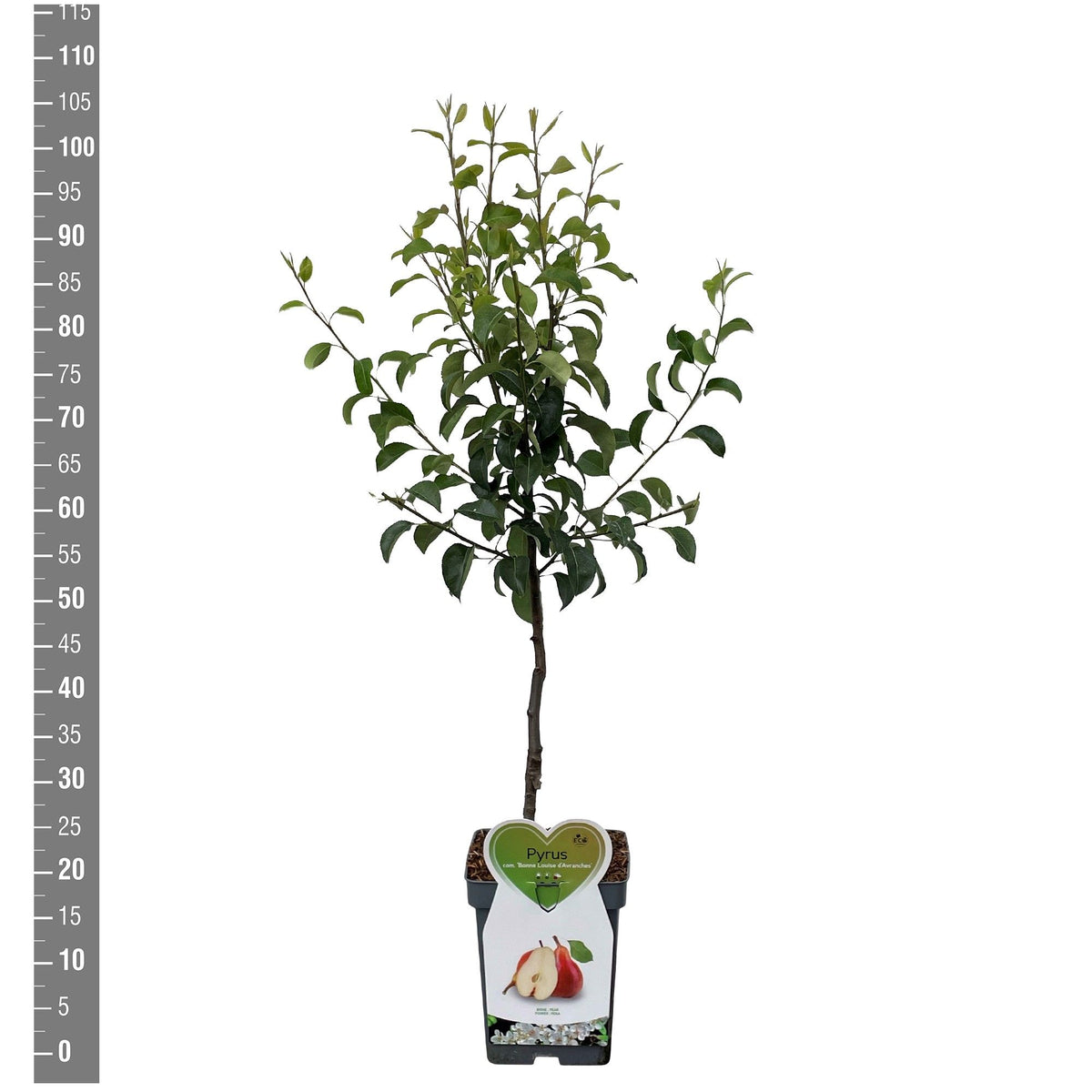 Pyrus communis &