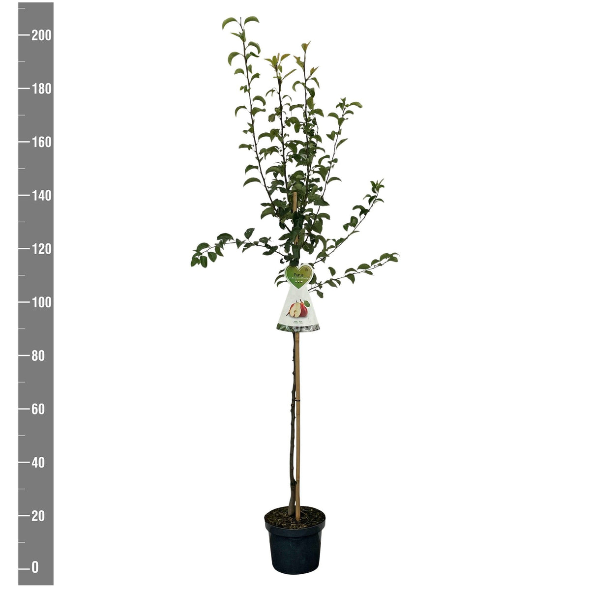 Pyrus c. &
